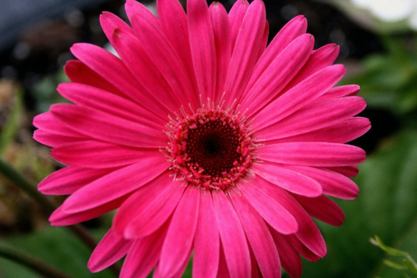 rosa--zimmerpflanzen-gerbera-mehrere-farben-blumen-für-zuhause