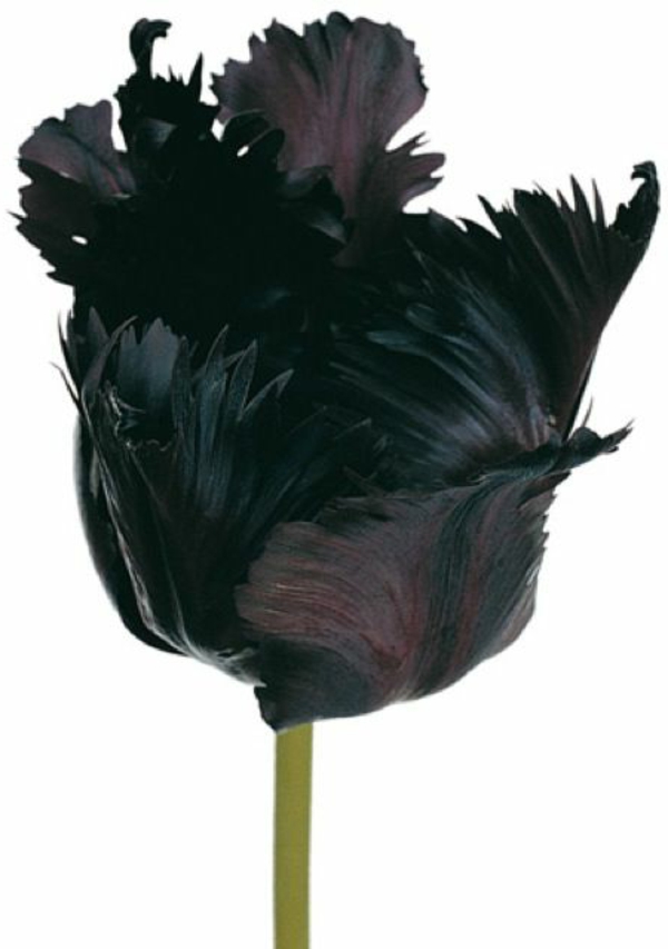 schwarze-tulpe-hintergrund-in-weißer-farbe