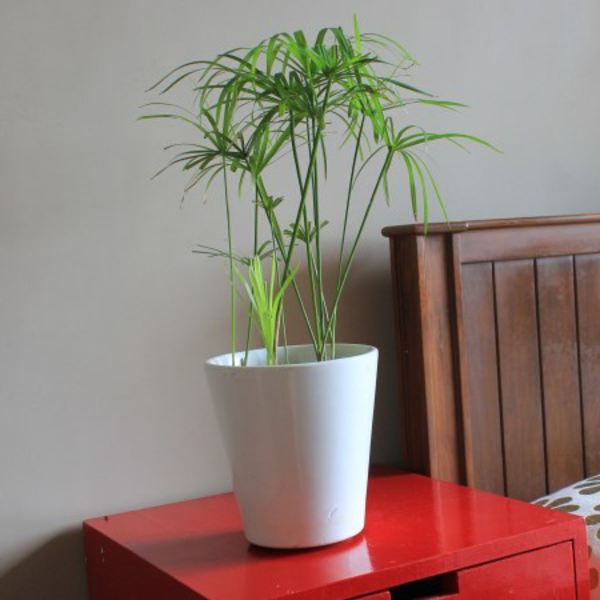 schöne-attraktiv-aussehende-und-interessante-dekorative-pflanzenkübel-eine-pflanze-auf-einem-roten-tisch-neben-einem-stuhl