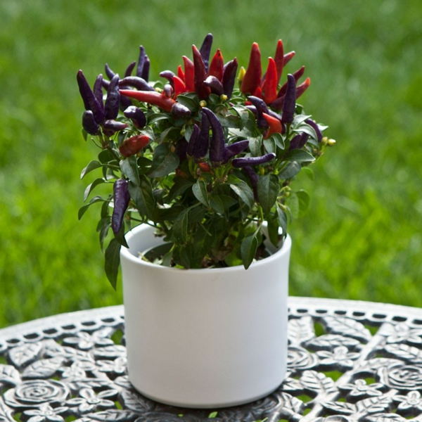 schöne-attraktiv-aussehende-und-interessante-dekorative-pflanzenkübel-wunderschöne-blumenpflanze-auf-dem-tisch-draußen-im-garten