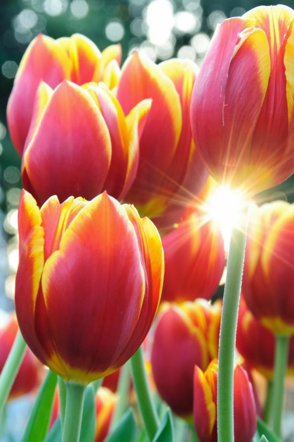 schöne-bilder-tulpen-pflanzen-die-tulpe-tulpen-aus-amsterdam-tulpen-bilder-