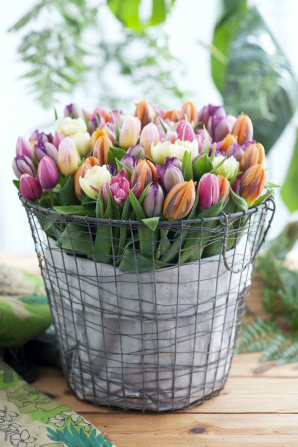 schöne--bilder-tulpen-pflanzen-die-tulpe-tulpen-aus-amsterdam-tulpen-bilder-tulpen-kaufen