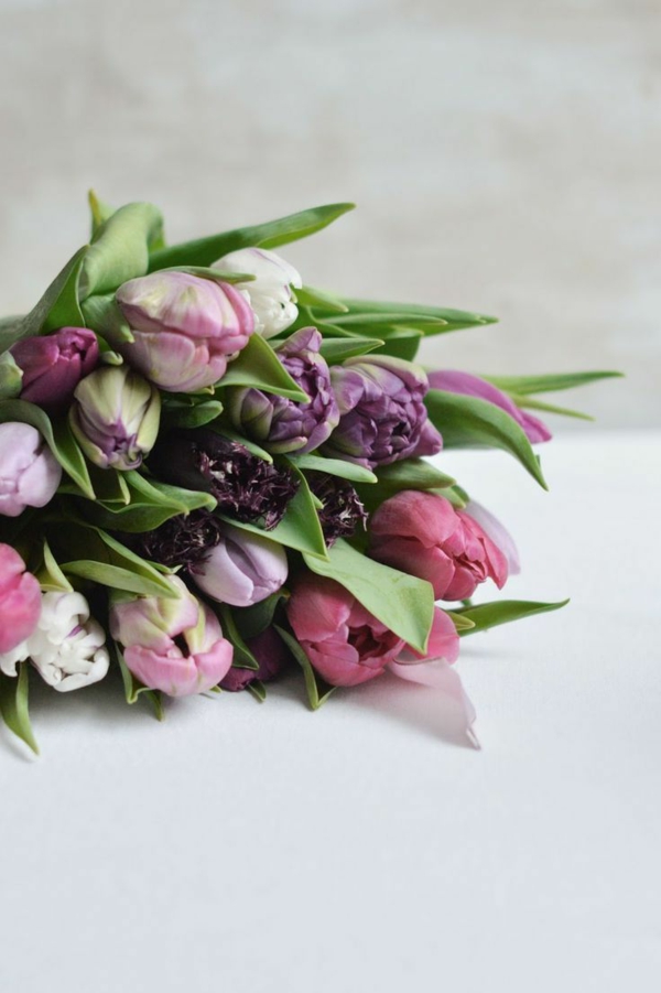 schöne-bilder-tulpen-pflanzen-die-tulpe-tulpen-tulpen-bilder-tulpen-kaufen