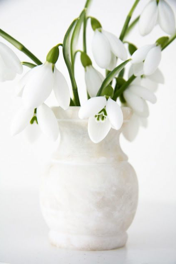 schöne-dekoration-aus-schneeglöckchen-Galanthus-die-ersten-blumen-des-jahres-schneeweißen-blumen