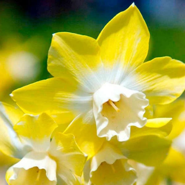 schöne-gelbe-narzisse-gartenpflanzen-deko-für-den-garten-frühlingsblumen