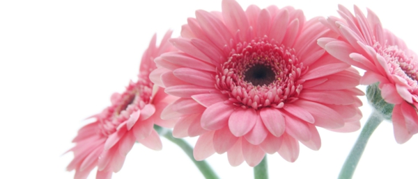schöne-rosa-schnittblumen-zimmerpflanzen-gerbera-mehrere-farben-blumen-für-zuhause
