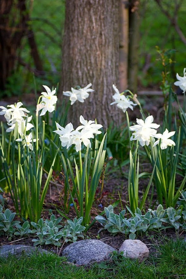 schöne-weiße-narzisse-gartenpflanzen-deko-für-den-garten-frühlingsblumen-