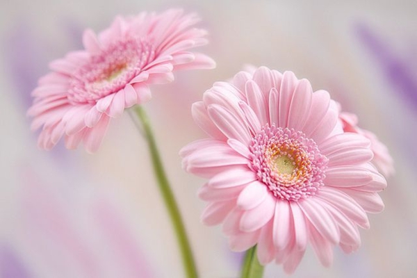 schöner-garten-gestalten-frühlingsblumen-gerbera-sommerblumen Gerbera - Blume