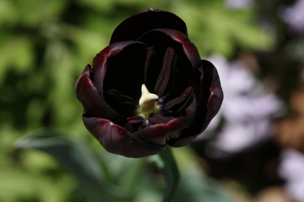 sehr-interessantes-bild-eine-schwarze-tulpe-foto-vom-nahen-gemacht