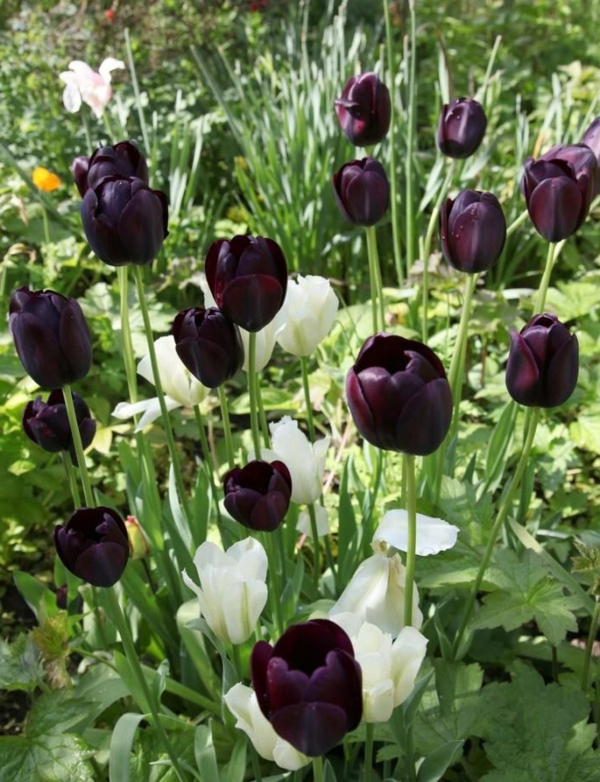 viele-herrlich-aussehende-schwarze-und-weiße-tulpen