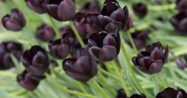 viele-herrlich-wirkende-schwarze-tulpen