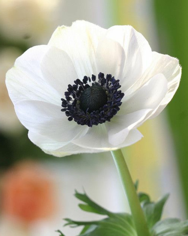 weiße-anemone-schöne-frühlingsblume-