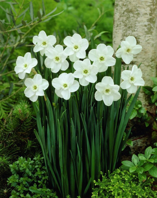weiße-narzisse-gartenpflanzen-deko-für-den-garten-frühlingsblumen-