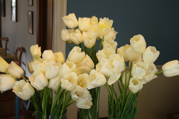 weiße-wunderschöne-französische-tulpen
