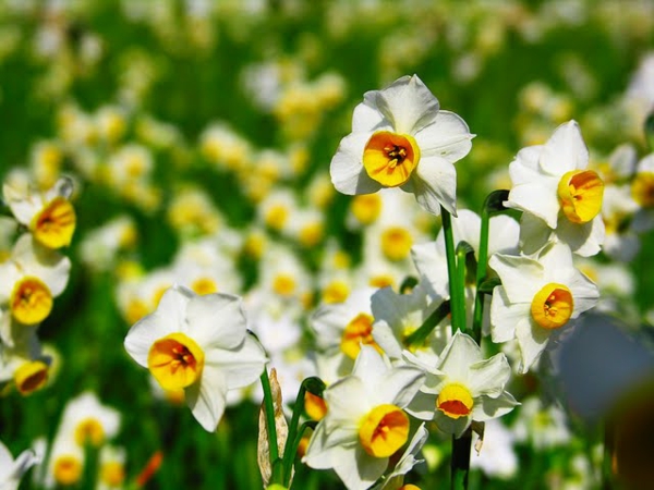 wilde-narzisse-gartenpflanzen-deko-für-den-garten-frühlingsblumen
