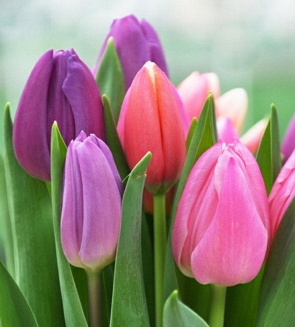 wunderbare--bilder-tulpen-pflanzen-die-tulpe-tulpen-aus-amsterdam-tulpen-bilder-tulpen-kaufen