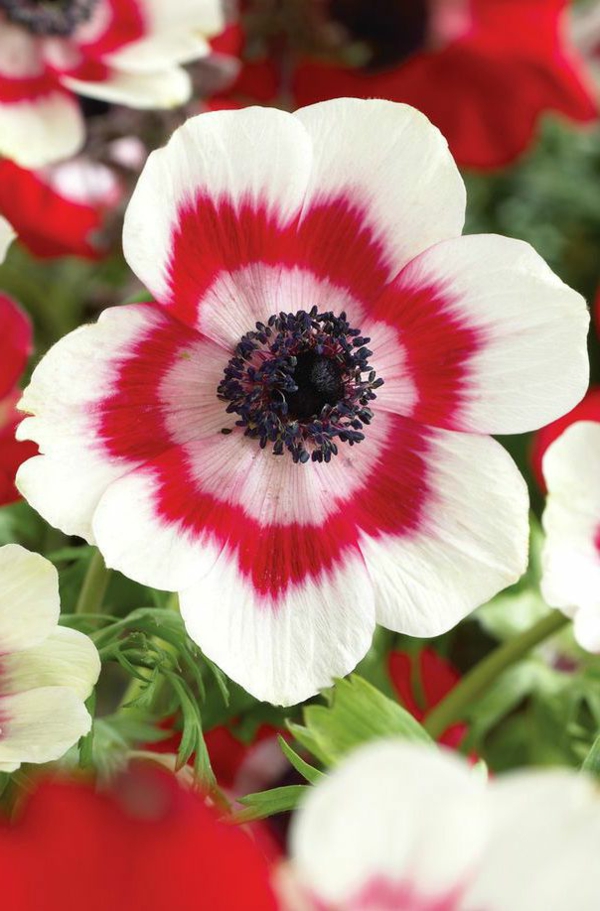 wunderbare-frühlingsblume-rot-weiß