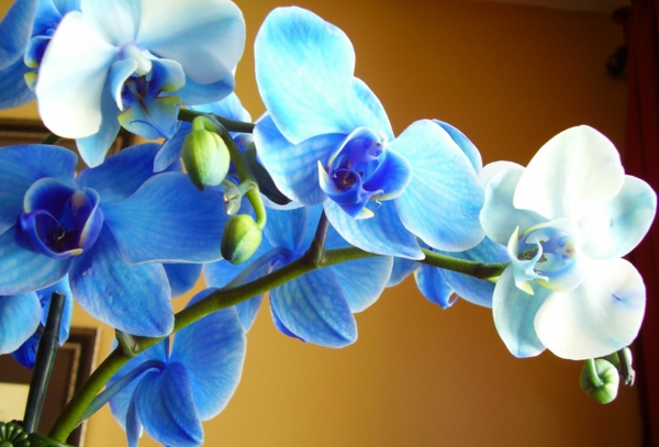 wunderbare-orchidee-in-blauen-nuancen-schöne-blumendeko-blumendekoration