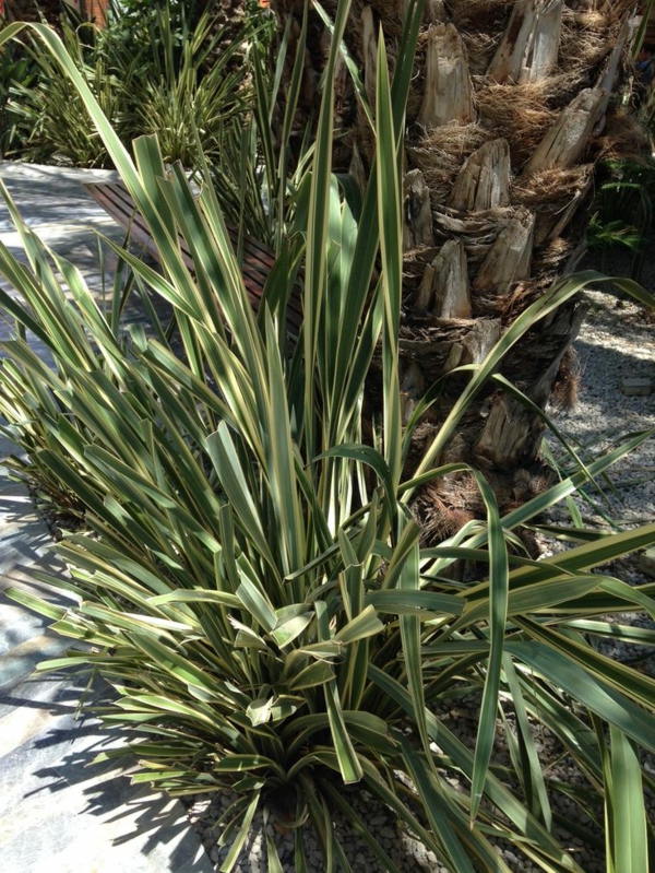 wunderbare-pflanzen-yucca-pflanze-gartenpflanzen-palmen-deko-für-den-garten