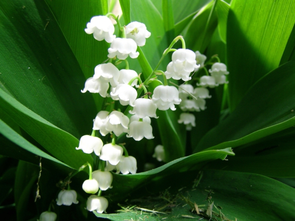 wunderschöne-blumen-frühlingsdeko-frühlingsblumen-in-weiß