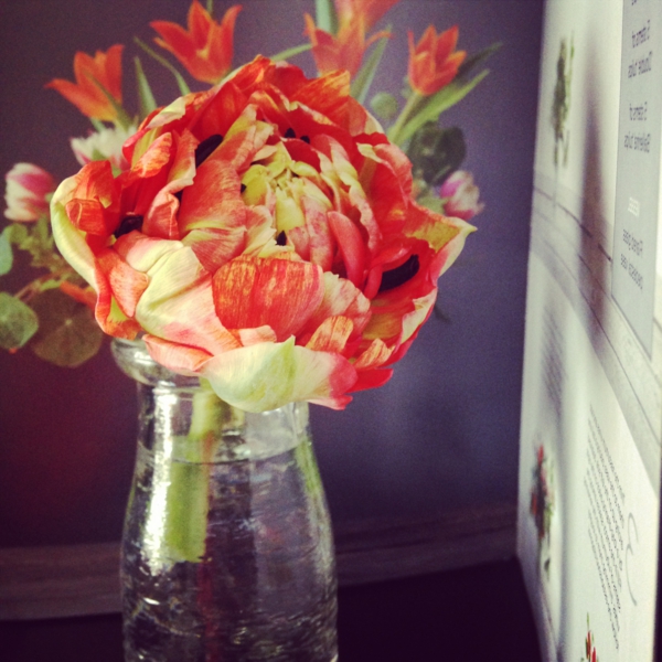 wunderschönes-foto-französische-tulpen