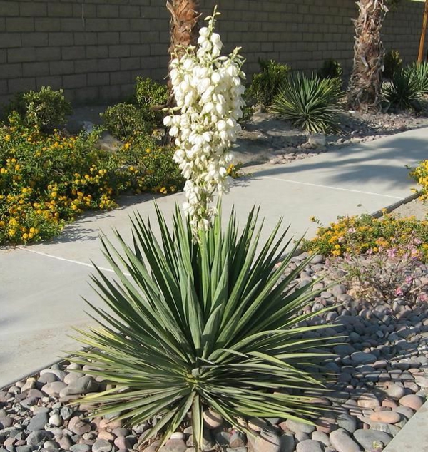 Yucca Palme Blüte