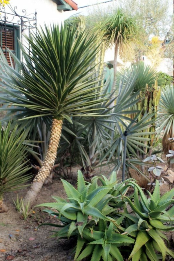 Yucca Palme 26 fantastische Bilder zur Inspiration