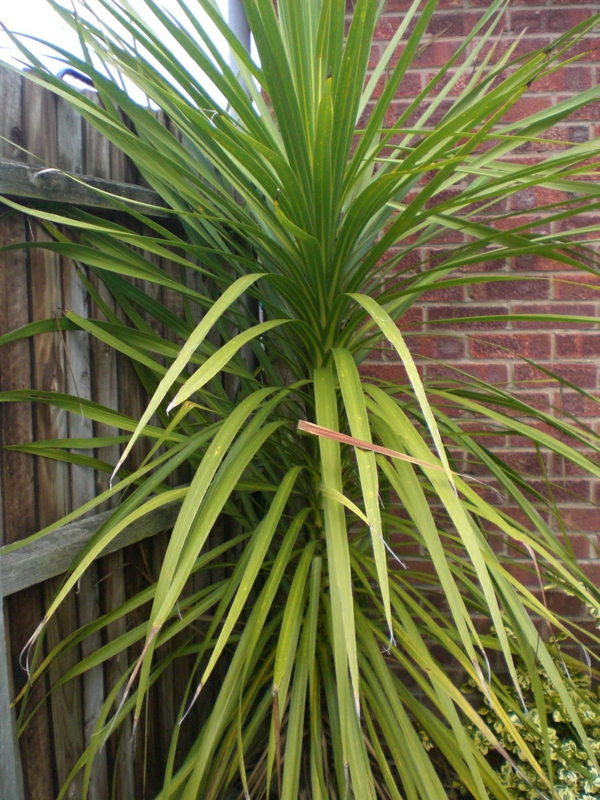 Yucca Palme 26 fantastische Bilder zur Inspiration