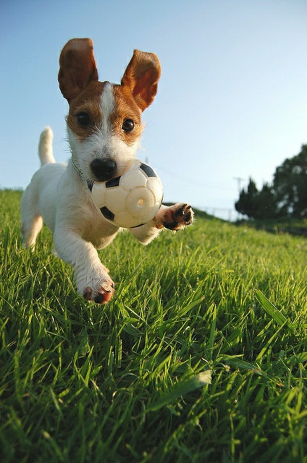 zufriedener-hund-spielzeug-hund-spielzeug-für-hunde-coole-idee-für-den-hund