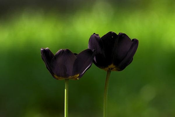 zwei-wunderschöne-schwarze-tulpen