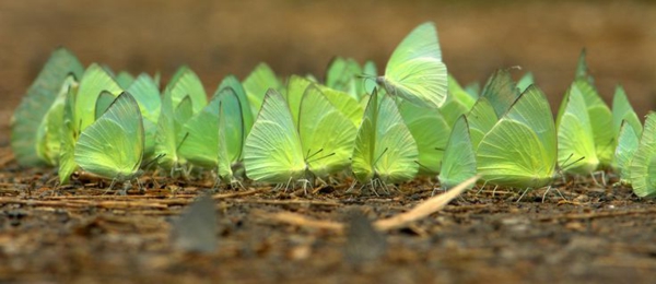 Doi-Saket-grüne-Schmetterlinge