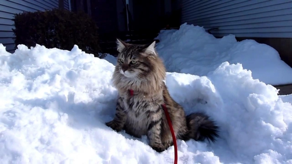 Katze-im-Schnee