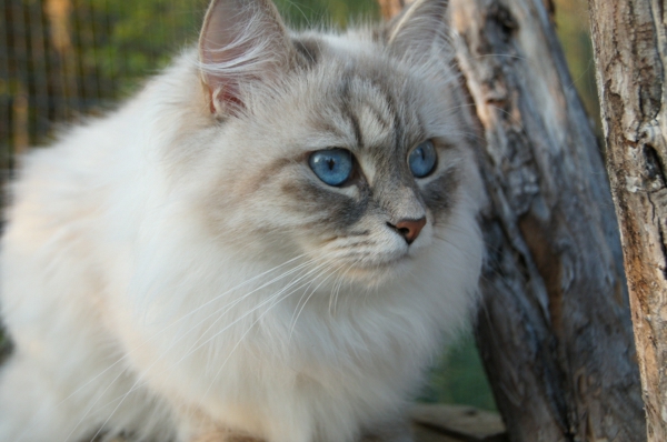 sibirische-Katze-in-den-Bäumen
