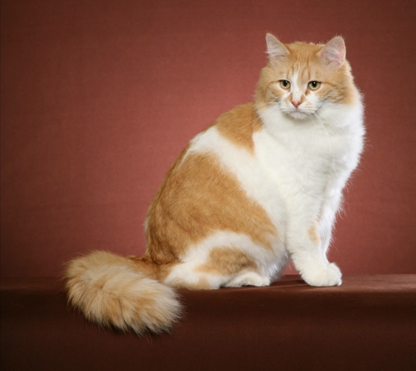 Katze-in-weiß-und-rötlich-braun