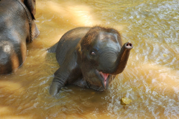 baby-elefant-badet-sich-und-hat-spaß