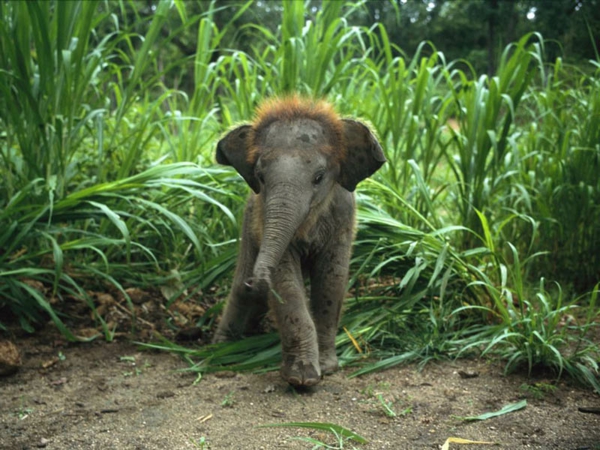 baby-elefant-im-dschungel-sehr-schönes-natürliches-foto