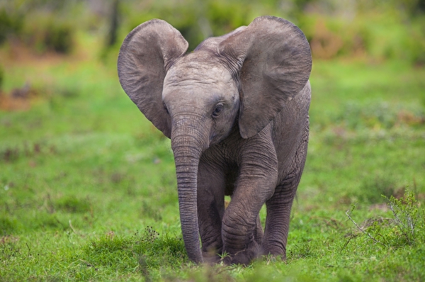 baby-elefant-läuft-auf-dem-gras