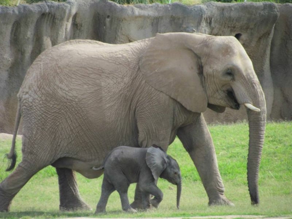 baby-elefant-läuft-neben-seiner-mutter