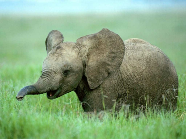baby-elefant-mit-großen-lustig-wirkenden-ohren