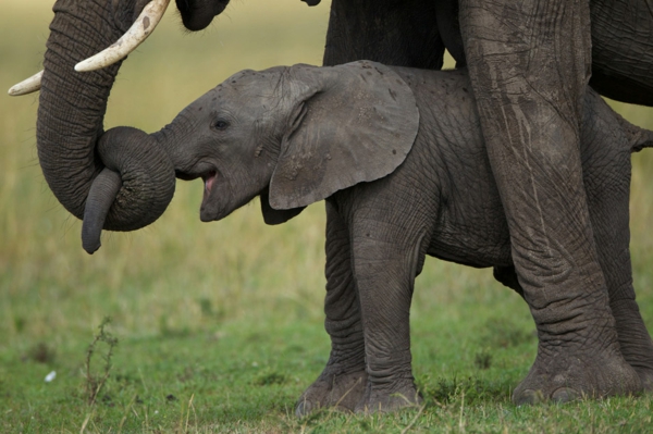 baby-elefant-neben-seiner-großen-mutter