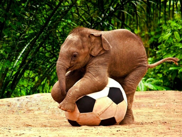 baby-elefant-spielt-fußball-und-hat-spaß