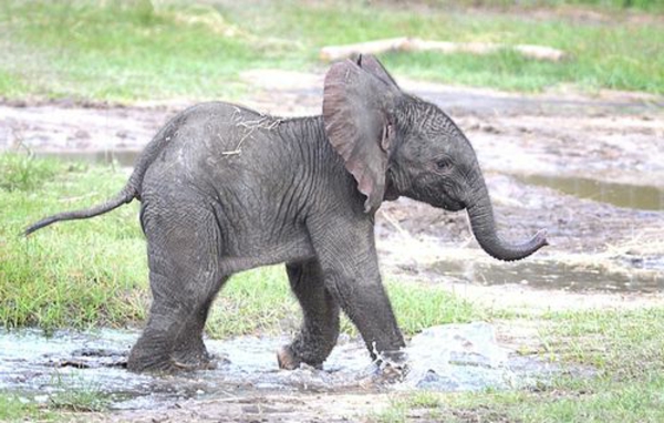 baby-elefant-spielt-mit-wasser-und-hat-viel-spaß