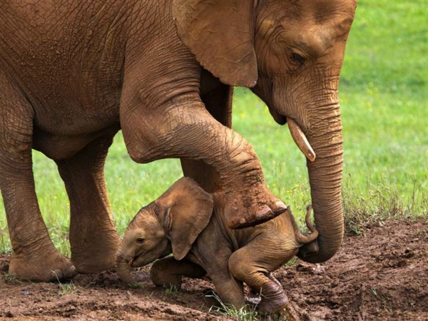 baby-elefant-unter-dem-großen-fuß-seiner-mutter