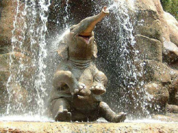 baby-elefant-unter-einem-wasserfall-hat-viel-spaß
