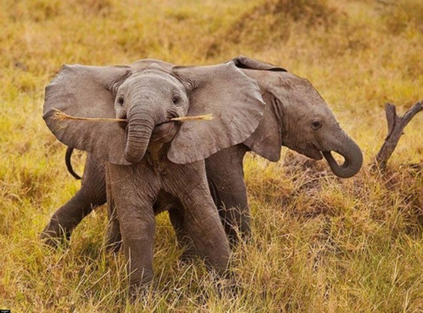 cooles-natürliches-foto-vom-baby-elefant
