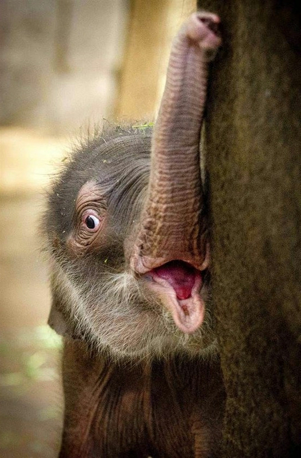 einmaliges-bild-vom-baby-elefant-super-süß