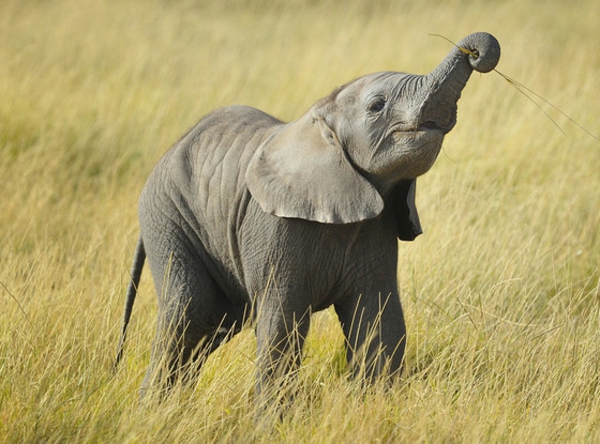 25 Susse Bilder Vom Baby Elefant Archzine Net