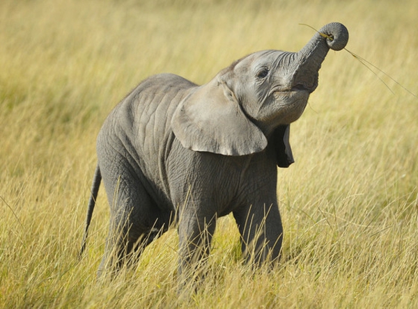einmaliges-schönes-foto-vom-baby-elefant