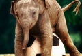 25 süße Bilder vom Baby Elefant!