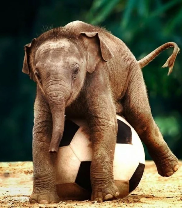 ein elefant baby spielt mit einem ball für fußball